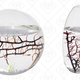 EcoSphere Closed Aquatic Ecosystem, Small Pod | $44 | Amazon
EcoSphere Closed Aquatic Ecosystem, Small Sphere | $44 | Amazon
EcoSphere Closed Aquatic Ecosystem, Medium Sphere | $125 | Amazon